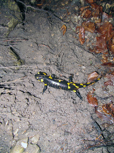 Salamandra Una passeggiata nel tempo Forni di Sotto